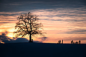 Ein blattloser Baum auf einem Hügel bei Sonnenuntergang im Winter, Münsing, Oberbayern, Bayern, Deutschland, Europa