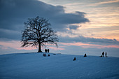Ein blattloser Baum auf einem Hügel bei Sonnenuntergang im Winter, Münsing, Oberbayern, Bayern, Deutschland, Europa