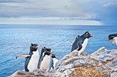Gruppe von Rockhopper-Pinguinen (Eudyptes chrysocome chrysocome) auf einer felsigen Insel, Ostfalkland, Falklandinseln, Südamerika