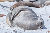Kalb einer südlichen Elefantenrobbe (Mirounga leonina), das sich am Sandstrand entspannt, Sea Lion Island, Falklandinseln, Südamerika
