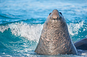 Southern elephant seal (Mirounga leonina) male swimming, Falkland Islands, South America