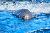 Southern elephant seal (Mirounga leonina) male swimming, Sea Lion Island, Falkland Islands, South America