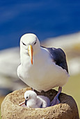 A black-browned albatross (Thalassarche melanophris) with its chick, Saunders Island, Falkland Islands, South America\n
