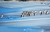 Gentoo Penguins (Pygocelis papua papua) walking on the beach, Sea Lion Island, Falkland Islands, South America