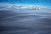 Gentoo Penguins (Pygocelis papua papua) walking, Sea Lion Island, Falkland Islands, South America