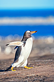 Gentoo penguin (Pygocelis papua papua), carrying nesting material, Sea Lion Island, Falkland Islands, South America