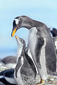An adult Gentoo Penguin (Pygocelis papua papua) interacting with its chick, Falkland Islands, South Atlantic, South America