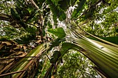 Frankreich, Französisch-Guayana, Kourou, Raumfahrtzentrum Guayana (CSG), Wandern auf dem Ebene Trail inmitten geschützter Wälder und Savannen innerhalb der Grenzen des Raumfahrtzentrums von Guayana