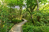 Frankreich, Landes, Leon, Entdeckungspfad im Courant d'Huchet National Nature Reserve