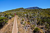 France, Reunion island, Salazie, path between Cap Anglais and Belouve, listed as World Heritage by UNESCO