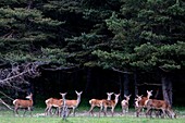 France, Alpes Maritimes, Andon, biological reserve dedicated to the protection and breeding of European fauna and flora, forests and meadows where several species of wild animals have been reintroduced, chamois
