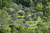 France, Var, Dracenie, Callas, olive trees in terraces