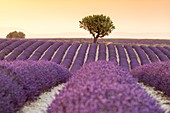 France, Alpes de Haute Provence, Verdon Regional Nature Park, Valensole, lavandin Field
