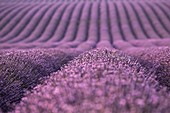 France, Alpes de Haute Provence, Verdon Regional Nature Park, Puimoisson, field of lavender (lavandin) on the Plateau de Valensole