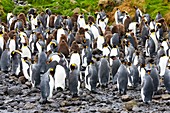 Frankreich, französische südliche und antarktische Länder, die von der UNESCO zum Weltkulturerbe erklärt wurden, Crozet-Inseln, Ile de la Possession (Besitzinsel), Königspinguin (Aptenodytes Patagonicus) in der Pinguin-Kolonie in der Baie du Marin