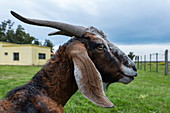 Curious goat in Finca Piedra, San José de Mayo, Colonia Department, Uruguay, South America