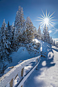 Snow-covered winter forest at Tegelberg in the Ammer Mountains, Schwangau, Allgäu, Bavaria, Germany