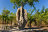 Large termite mounds and palm trees in the outback, Litchfield National Park, Northern Territory, Australia