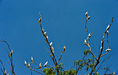 A group of cockatoos on a eucalyptus tree, Jabiru, Northern Territory, Australia