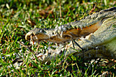 Ein Krokodil in Nahaufnahme beim Frühstück, Cooinda, Kakadu National Park, Northern Territory, Australien