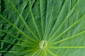 Close up of the leaf of a lotus plant, Cooinda, Kakadu National Park, Northern Territory, Australia