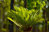 Kleine Palme im Sonnenlicht mitten im Wald, Kakadu National Park, Northern Territory, Australien
