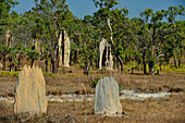 Termitenhügel und Eukalyptusbäume im Outback, Litchfield National Park, Northern Territory, Australien