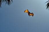 Die Flügel einer gleitenden Fledermaus leuchten in der Sonne, Mataranka, Northern Territory, Australien