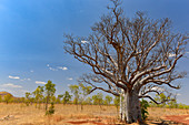 Large baobab tree in the outback, near Kununurra, Western Australia, Australia