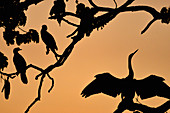 Mehrere Vögel sitzen in der Abenddämmerung in einem Baum, Kununurra, Western Australia, Australien
