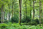 Beech forest Foret de Cerisy between the Calvados department and Manche, Normandy, France