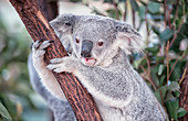 Koala (Phascolarctos Cinereous), Brisbane, Queensland, Australien