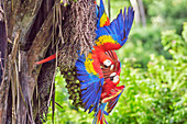 Scharlachrote Aras (Ara macao), Corcovado-Nationalpark, Halbinsel Osa, Costa Rica
