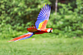 Scharlachroter Ara (Ara macao) im Flug, Corcovado-Nationalpark, Halbinsel Osa, Costa Rica
