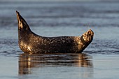 France, Pas de Calais, Cote d'Opale, Authie Bay, Berck sur mer, common seal (Phoca vitulina) resting on sandbanks at low tide