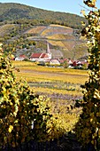 France, Haut Rhin, Niedermorschwihr, vineyards in autumn