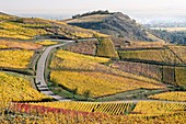 Frankreich, Haut Rhin, Turckheim, Weinberge im Herbst der Weinstraße