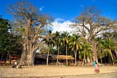 Frankreich, Mayotte-Insel (französisches Übersee-Departement), Grande Terre, Kani Keli, der Maore-Garten, Affenbrotbaum (Adansonia digitata) am Strand von N'Gouja