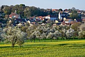Frankreich, Doubs, Vandoncourt, Frühling, Kirschblüten und Raps