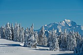 France, Haute Savoie, massive Bauges, above Annecy limit with the Savoie, the Semnoz plateau exceptional belvedere on the Northern Alps, snow covered fir trees and Mont Blanc massif