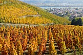 France, Rhone, Ampuis, vineyard AOC Cote Rotie