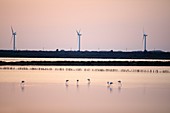 France, Bouches du Rhone, Port Saint Louis du Rhone, pond of the Caban, wind turbines along the Rhone navigation channel at the port of Fos sur Mer