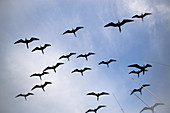 Prächtiger Fregattvogel (Fregata Magnificens), Brutkolonie in Bahia Gabriel, Isla del Espiritu Santo, BCS, Mexiko, Nordamerika