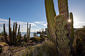 Endemischer Riesenfasskaktus (Ferocactus diguetii) auf Isla Santa Catalina, Baja California Sur, Mexiko, Nordamerika