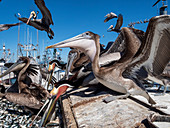 Brown pelicans (Pelecanus occidentalis), at a sardine processing plant, Puerto San Carlos, Baja California Sur, Mexico, North America