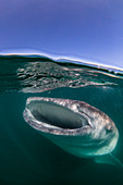 Young whale shark (Rhincodon typus), filter feeding near the surface at El Mogote, Baja California Sur, Mexico, North America