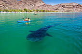 A young whale shark (Rhincodon typus), near kayaker in Bahia Coyote, Conception Bay, Baja California Sur, Mexico, North America