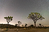 Joshua Tree (Yucca brevifolia), nachts im Joshua Tree National Park, Mojave-Wüste, Kalifornien, Vereinigte Staaten von Amerika, Nordamerika