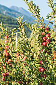 Juicy red apples on apple tree branch in the orchard, Valtellina, Sondrio province, Lombardy, Italy, Europe