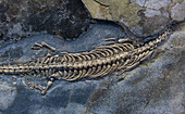 Ausgestellte Fossilien, Museum der Fossilien aus Meride, UNESCO-Weltkulturerbe, Monte San Giorgio, Schweiz, Europa
